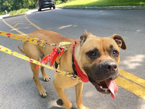 Noggin hiking